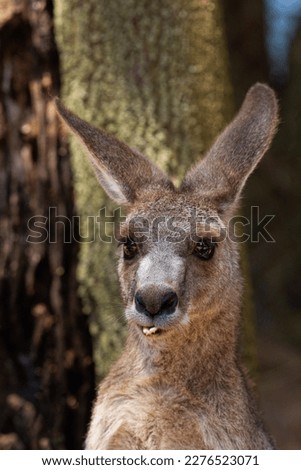 Portrait of a kangaroo with bad teeth  in Australia