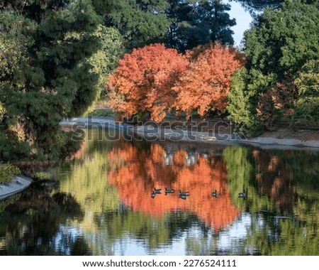 Two orange and yellow trees  at  the UC Davis arboretum reflected on Lake Spafford, California, USA, featuring swimming ducks Royalty-Free Stock Photo #2276524111