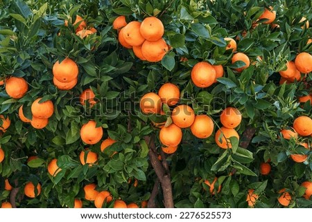 oranges on a branch with green leaves on tree Royalty-Free Stock Photo #2276525573