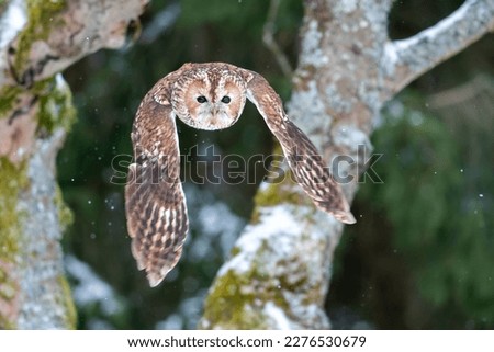 Tawny owl flying in the winter forest. Wild nature photo. Closeup flying owl from a front view in european nature. Strix aluco. Dynamic motion capture.