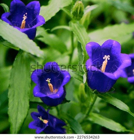 Blue Campanule Flower in the garden 