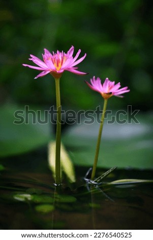 Blooming two pink lotus flowers with green blurry background