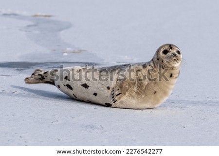 A large grey harp seal or harbor seal on white snow and ice looking upward with a sad face. The wild gray seal has long whiskers, light fur or skin, dark eyes, spotted fur and heart shaped nose.   Royalty-Free Stock Photo #2276542277