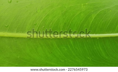 unique pattern of taro leaf