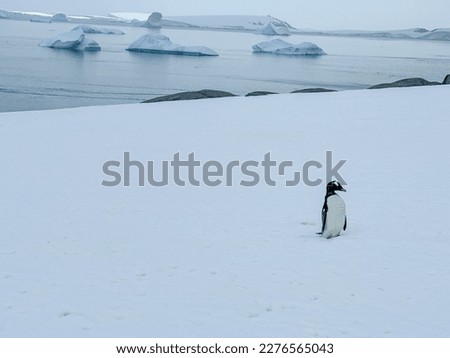 lone gentoo penguin in front of ocean Antarctica