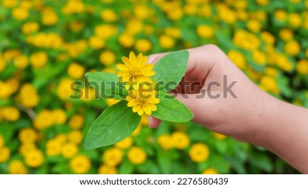 holding flower, spring beauty flower melampodium divaricatum or yellow butter daisy, green leaves in the garden.