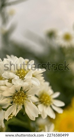 White Daisies, used in a vase on the dining room table, as part of a wedding bouquet, or as a decoration in a living space, these flowers add a touch of sweetness and purity that is hard to resist.