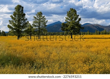A sea of yellow wildflowers at Buffalo Park, Flagstaff, Arizona. Mountains are in the background, clouds fill the sky and pines are in the scene.  Royalty-Free Stock Photo #2276593211