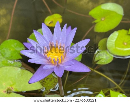 Violet lotus in the basin