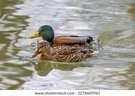 Couple of mallard ducks on the lake with beautiful reflections in the water in Bad Pyrmont, Germany.