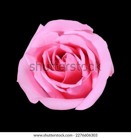 Close up pink rose flower isolated on black background. The side of pink flower. 