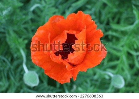red poppy image poppy flower picture red bouquet photo green leaves 
juicy grass photography spring flowers image beautiful garden background