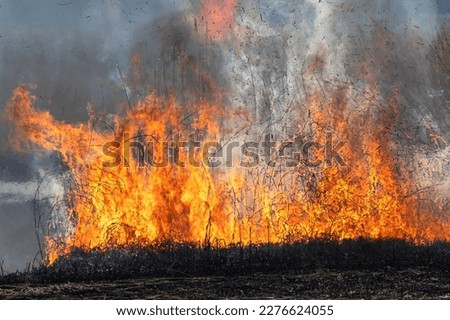 Flaming flames and smoke Field burning of reed colonies