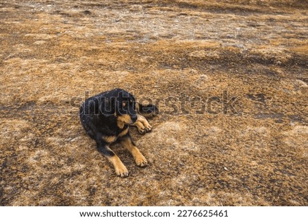 Tibetan mastiff dog on dry grass, Nepal