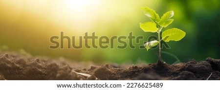 Young green plant growing at sunlight in the garden. World Earth Day banner. Save world concept. Royalty-Free Stock Photo #2276625489