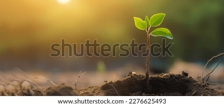 Young green plant growing at sunlight in the garden. World Earth Day banner. Save world concept. Royalty-Free Stock Photo #2276625493