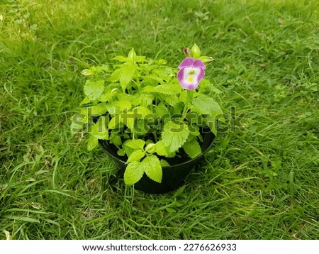 Wishbone flower plant (Torenia fournieri) is a dwarf plant that grows close to one another.