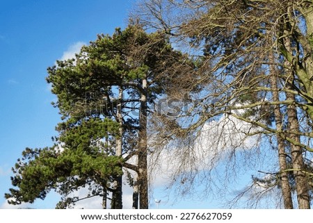 Beautiful Low Angle View of Trees at Local Public Park of Luton Town, England UK