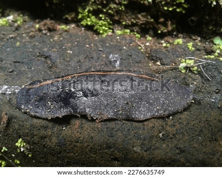 a slug crawling on the bricks. Tropical leatherleaf slug(laevicaulis alte).