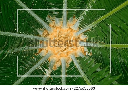 Creative layout, rosette of green palm leaves, top view, creative layout idea or flat lay for advertising card or invitation