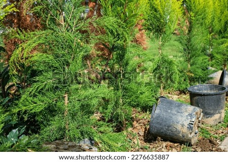 Spring work in the garden, planting arborvitae in the ground, pots and trees from the nursery are transplanted in the park. Seasonal landscaping of city parks Royalty-Free Stock Photo #2276635887