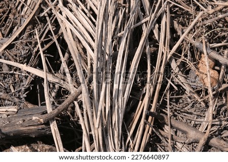 collection of tree branches for firewood
