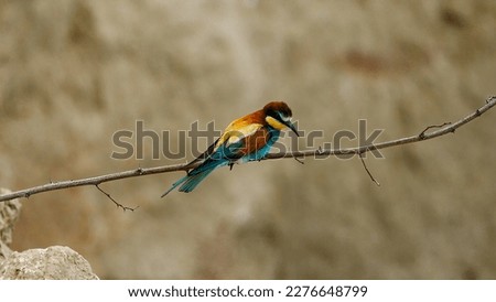Colorful Bee Eater in the Danube Delta	