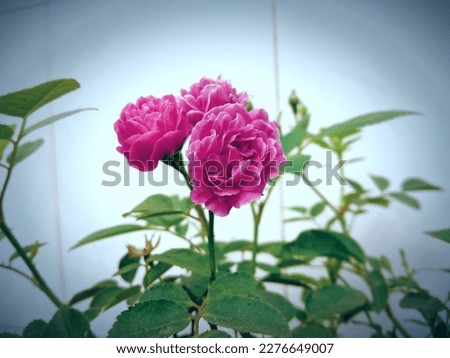 Damask rose Damask rose
Plant ☘️ 
