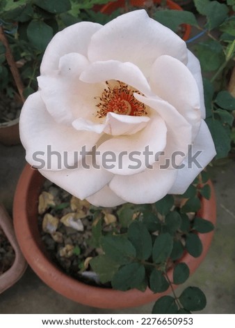 Photo of Kolkata city West Bengal, India. this is a morning picture, photo of a beautiful white rose.