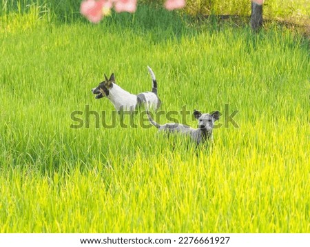 A picture of two dogs running in a rice field and poking their heads up to look at their owners.