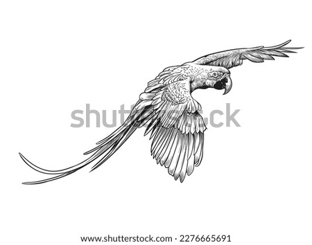 Macaw parrot in flight, Hand drawn engraved style,vector illustration
 Royalty-Free Stock Photo #2276665691