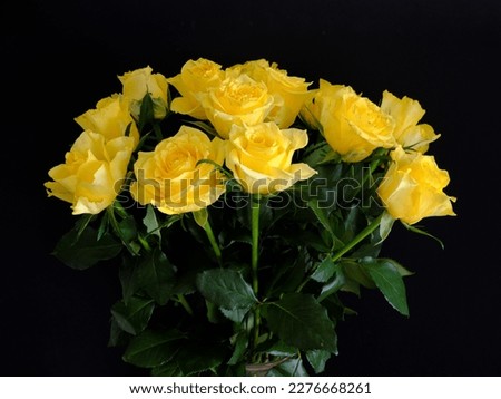 A display of beautiful yellow Roses against a black background.
