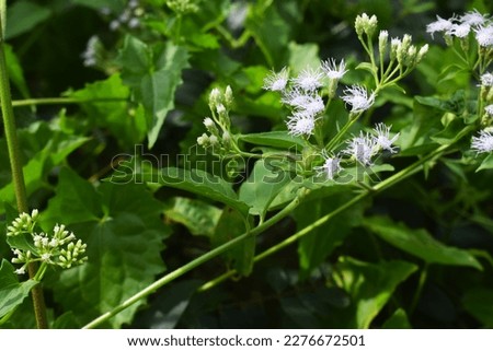 Mikania scandens is a species of flowering plant in the family Asteraceae. Its common names include climbing hempvine, climbing hempweed, and louse-plaster.