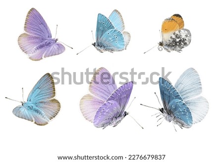 Butterflies set, pastel colored butterflies isolated on white background