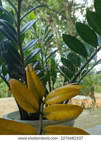 Zamioculcas is a genus of flowering plants in the family Araceae, containing the single species Zamioculcas zamiifolia.