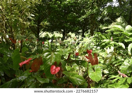 Red flower of Painter's-palette plant ( latin name Anthurium andraeanum)  is a flowering plant species in the family Araceae that is native to Colombia and Ecuador. Anthurium growing in the St Vincent