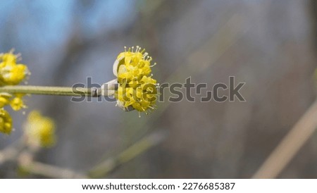 Cornelian cherry (Cornus mas), yellow tiny flowers blooming in late winter.