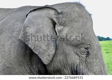 Focus on head and texture of sumatran elephant, Elephas maximus sumatranus skin. In local called Gajah Sumatera. Their skin colour is lighter than of maximus and indicus with the least depigmentation Royalty-Free Stock Photo #2276689151