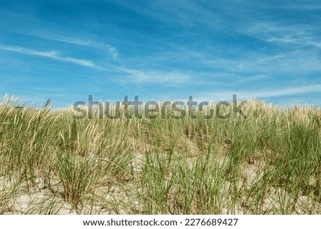 Nature view with dune grass, fine sand and blue cloudy sky, beach dunes of Baltic sea, Russia. Beautiful aesthetic natural scenic background, picturesque seaside with growth green grass, summer time