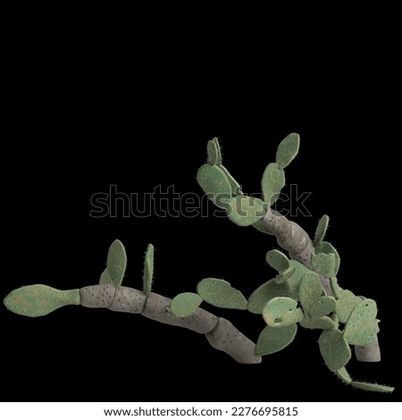 3d illustration of opuntia ficus indica bush isolated on black background