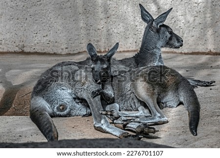 Eastern grey kangaroo couple in their enclosure. Latin name - Macropus giganteus
