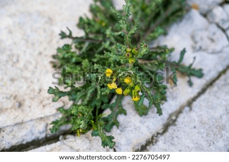 Small yellow flower of Senecio vulgaris plant with blurred background Royalty-Free Stock Photo #2276705497