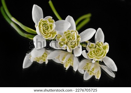                    beautiful snowdrops on black background            