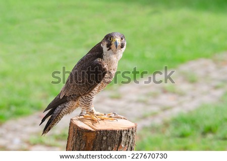 Tamed and trained for hunting fastest bird predator falcon or hawk perched on stump and staring into the camera lens