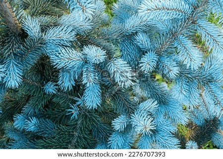 Background from blue spruce needles. Texture from young spruce branches for publication, design, poster, calendar, post, screensaver, wallpaper, card, banner, cover, website. High quality photography Royalty-Free Stock Photo #2276707393