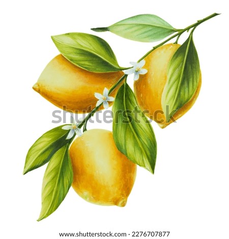 Watercolor branch of fresh ripe lemon with bright green leaves and flowers. Hand drawn citrus painting on white background. For designers, postcards, party Invitations, wrapping paper, covers. For