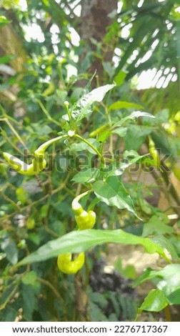 green cayenne pepper plant with a very spicy taste