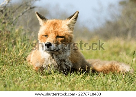 Old Male Red Fox Lying on the Grass in A National Park