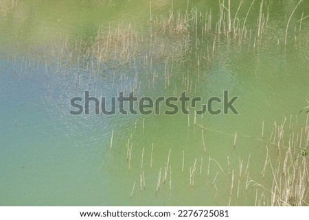 Reeds in Konya Sille dam park