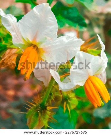Junglee flower-white  flower -beautiful flower  Royalty-Free Stock Photo #2276729695